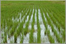 Украина уничтожила посевы риса в Крыму , перекрыв воду из Северо-крымского канала